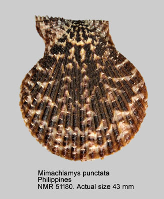 Mimachlamys punctata.jpg - Mimachlamys punctata (Gmelin,1791)